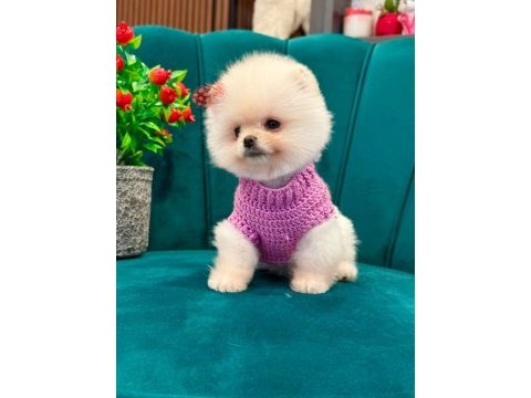 Orjinal güler yüzlü maltipoo yavru köpekler