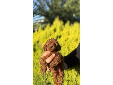 Orjinal ırk ve sağlık garantili toy poodle bebeklerimiz