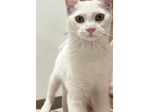Ankara kedisi 5,5 aylık