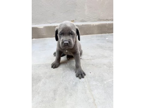 A kalite cane corsa yavrular