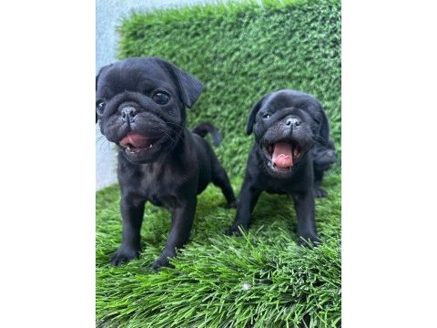 Siyah lekesiz pug mops