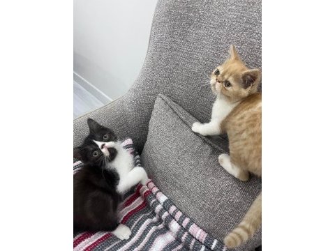 Safkan exotic yavrularımız