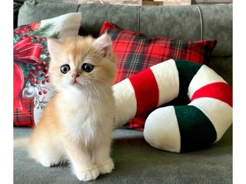 British shorthair golden değerli yavrular