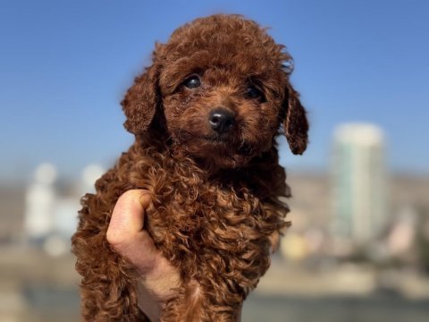 Petmode köpek çiftliğinden aktif 10 adet toy poodle