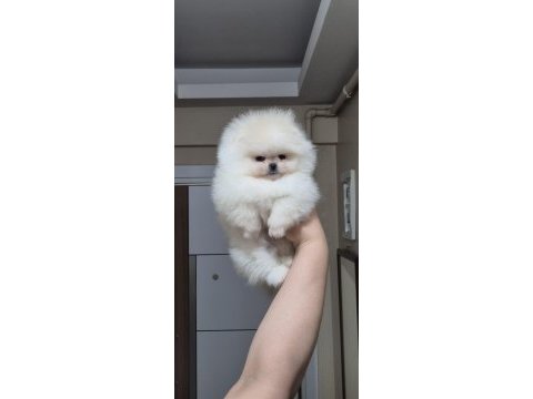 Üst kalite teacup orijinal ırk pomeranian boo (dişi)