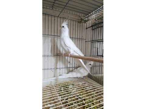 Albino çift sultan papağanı takım