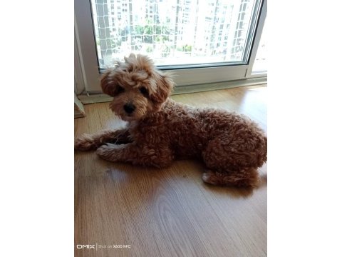 Kıvır kıvır toy poodle uygun