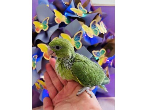 Uygun el besleme pakistan papağanı bebek