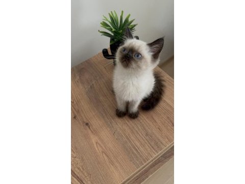 British shorthair yavrumuz