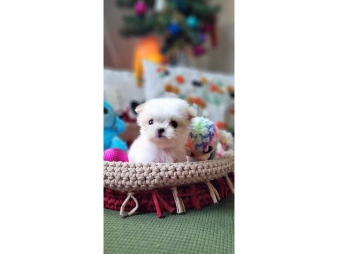 Türkiye nin en küçük morkie si 520 gr