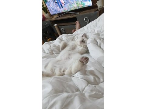 British shorthair kedisi