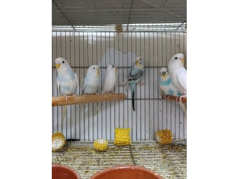 Yavru muhabbet kuşlar