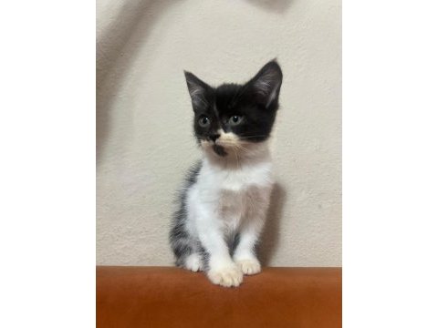 Kırma 60 günlük dişi kedimiz (ücretsiz)