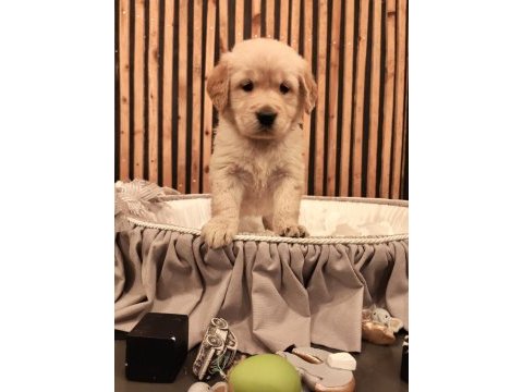 Baby face safkan golden retriever yavruları