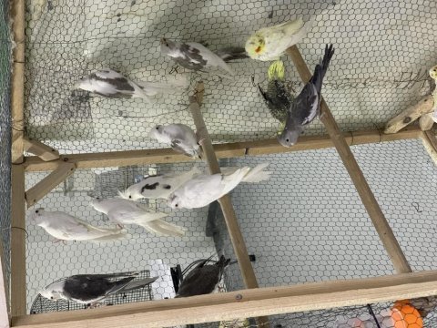 Yeme düşmüş sultan papağanı papağanlar