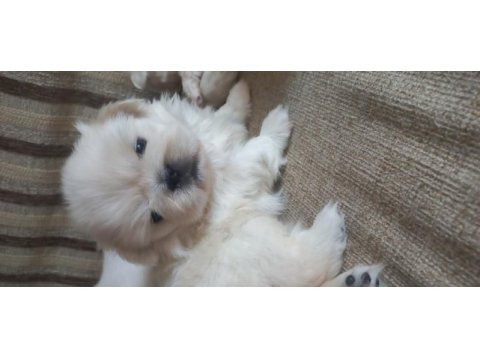 Yavru imperiyal dişi pekinez köpekler
