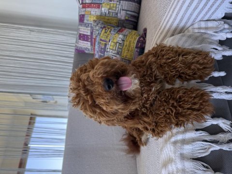 Toy poodle köpeği