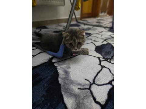 Acil ücretli sahiplendirme scottish fold