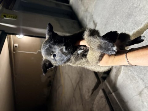 Safkan 2 aylık malinois yavrular