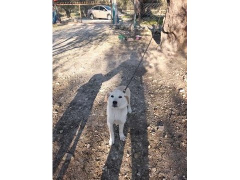 Labrador yavrumuz