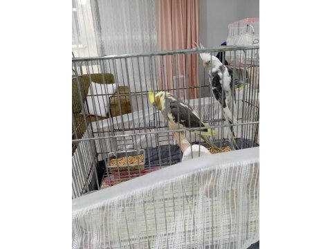 Hazır eş yumurtalı sultan papağanı