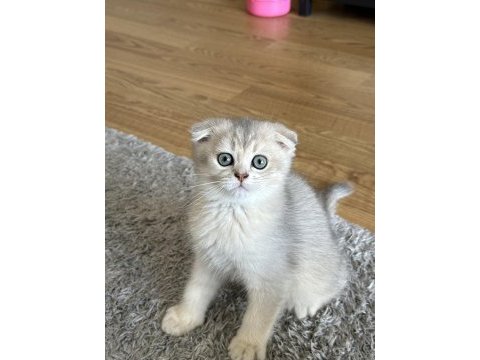 Oyuncu scottish fold kedimize yuva