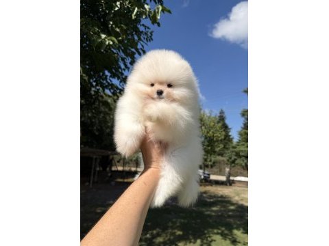 Show kalite üst düzey muhteşem kürk pomeranian boo