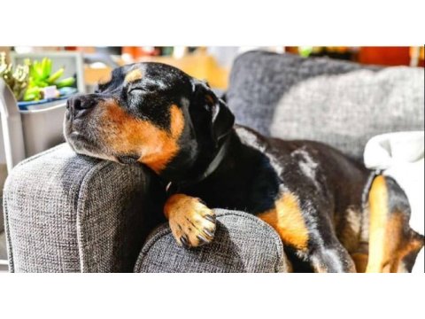 En iyi rottweiler yavruları