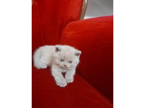 Scottish fold yavruları