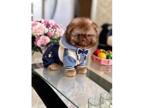 Çikolata tam ayıcık pomeranian boo