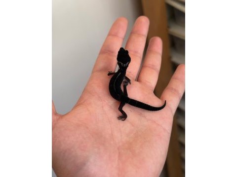 Black night leopard gecko