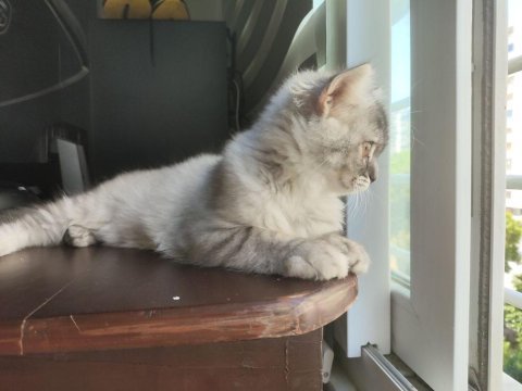 Dünyalar güzeli 3 aylık scottish fold longhair