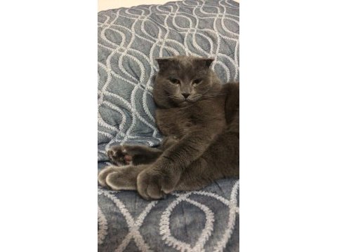 Erkek scottish fold kedimize dişi arıyoruz