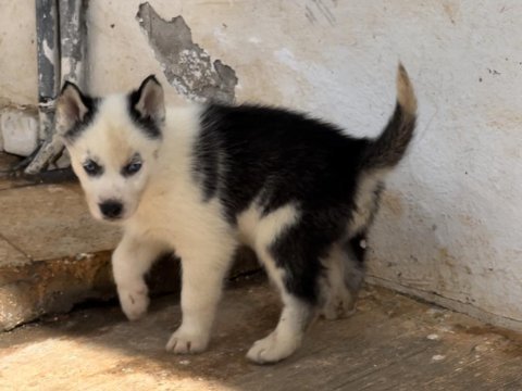 Muhteşem kalite husky yavrularımız