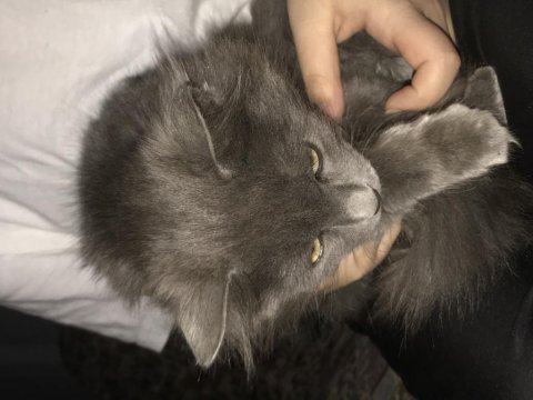 Yavru british shorthair bulutumuza yeni sahip arıyoruz