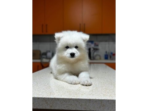 Samoyed yavruları
