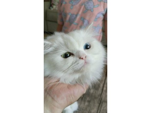 1 yaşında kediler için yeni yuvamızı arıyoruz