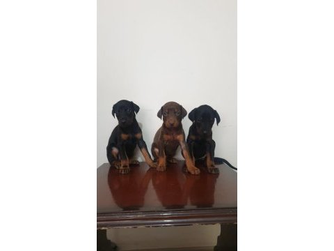 Saf kan scr doberman yavruları