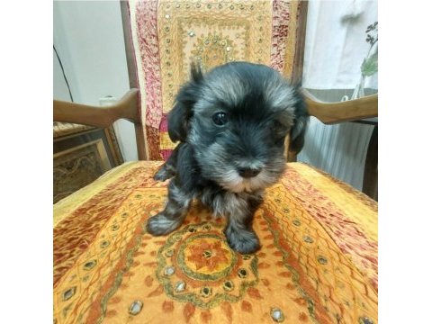 Orta boy sağlıklı cana yakın duygusal yorkie yavruları