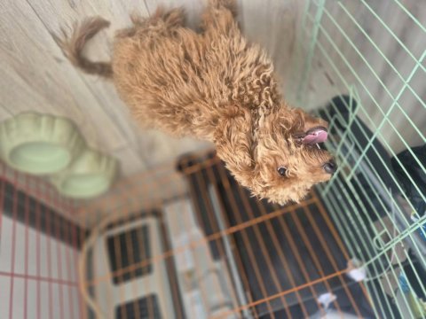 Minik poodle dostum