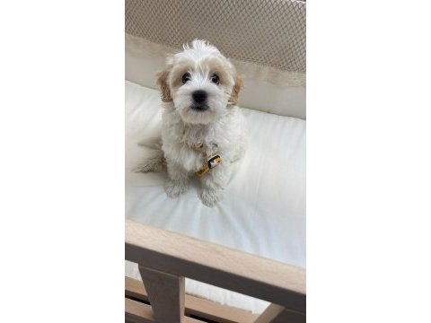 3 aylık terrier