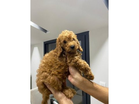 Yavru toy poodle sahiplendirme