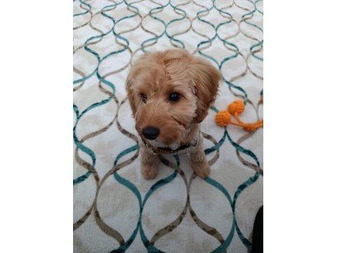 Maltipoo oğlum