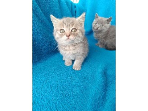 Erkek 2 aylık british shorthair