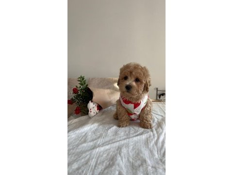 Sevimli maltipoo yavrularımız