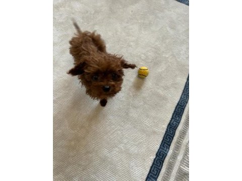Teacup erkek bütün aşıları yapılmıştır 5 aylık poodle