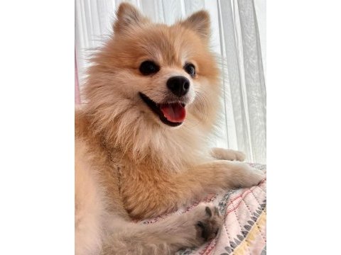 Köpeğimiz kuki için ömürlük yuvasını arıyoruz