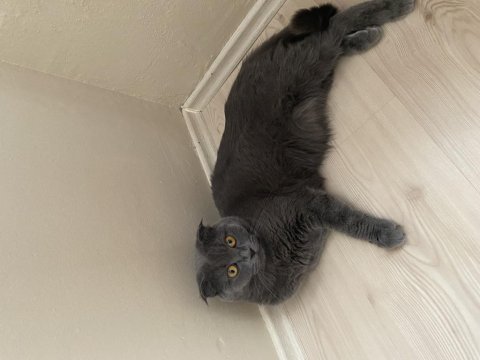 Scottish fold shorthair