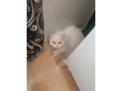 Yetişkin chinchilla dişi