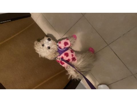 5 aylık maltipoo köpeği